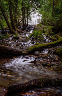 Stream flowing amidst trees in forest