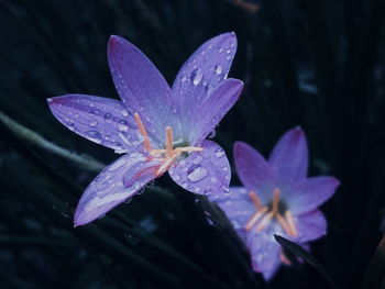 Close-up of wet purple flowering plant