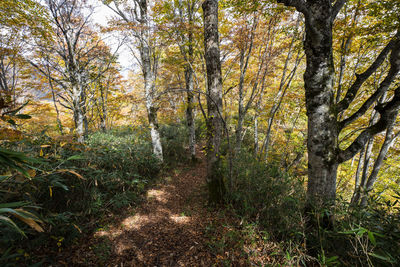 Trees growing in forest during autumn