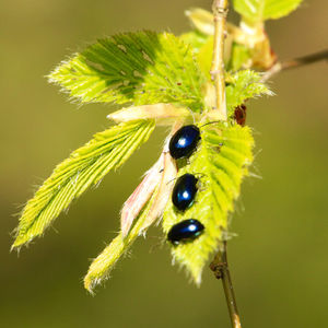 Close-up of insect on flower