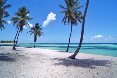 Palm trees on beach