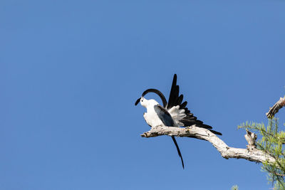 Preening swallow tailed kite elanoides forficatus bird of prey perches on a branch to clean feathers