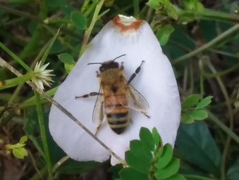 High angle view of insect on flower