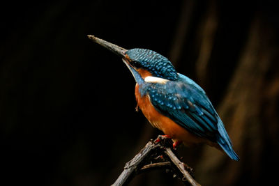 Close-up of bird perching on branch