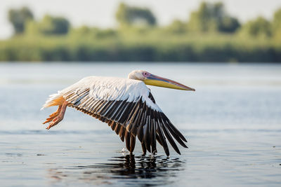 Pelican flying on water in lake
