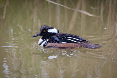 Duck swimming in a lake