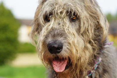 Close-up of hairy dogs