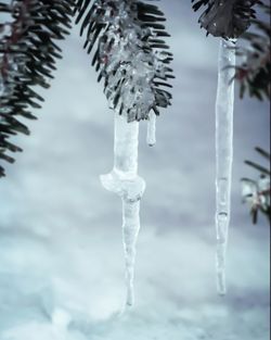 Close-up of icicles hanging on tree against sky