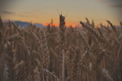 Close-up of stalks in field against sunset