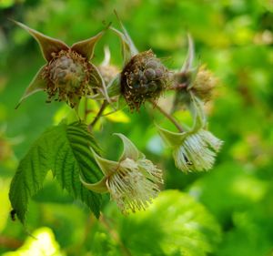 Close-up of wilted flower