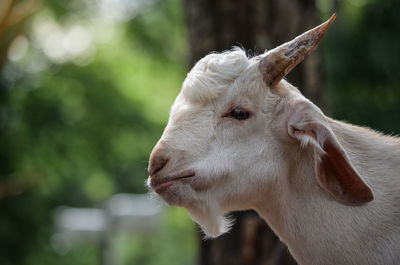 Close-up of goat against trees