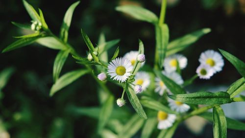 Close-up of flowers blooming outdoors