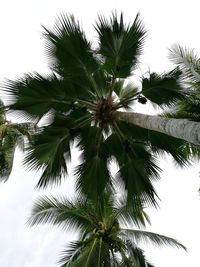 Low angle view of palm tree against sky