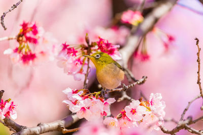 Bird perching on pink cherry blossoms