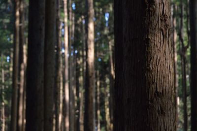 Close-up of tree trunk in forest