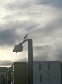 Low angle view of bird flying against cloudy sky