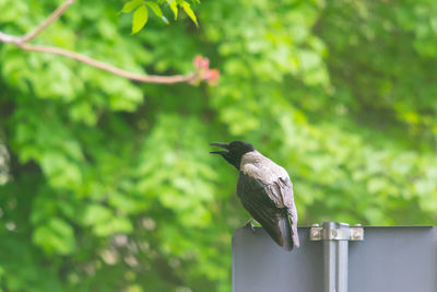 Close-up of bird perching on wooden post