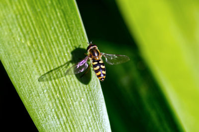 Close-up of hoverfly on leaf