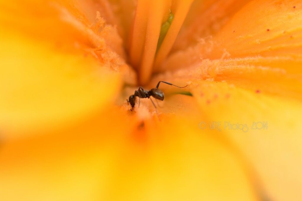 insect, animals in the wild, one animal, animal themes, wildlife, yellow, close-up, selective focus, orange color, nature, spider, beauty in nature, flower, outdoors, fly, no people, fragility, arthropod, day, focus on foreground