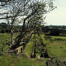 Trees on field against sky