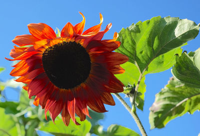 Close-up of orange flower blooming against sky