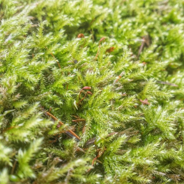 growth, green color, plant, nature, close-up, selective focus, beauty in nature, leaf, focus on foreground, growing, tranquility, grass, field, green, day, freshness, full frame, outdoors, backgrounds, no people