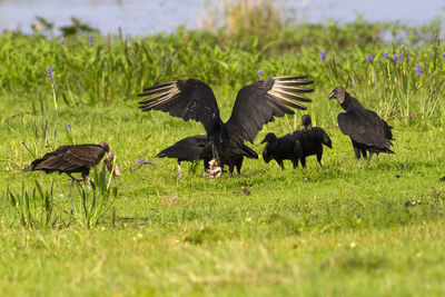 Flock of birds on field