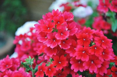 Close-up of pink flowers