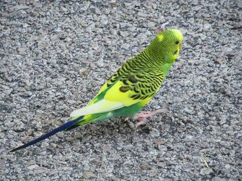 High angle view of parrot perching on field