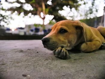 Close-up of a dog looking away