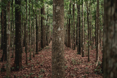 Pine trees in forest