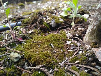 Close-up of moss growing on field