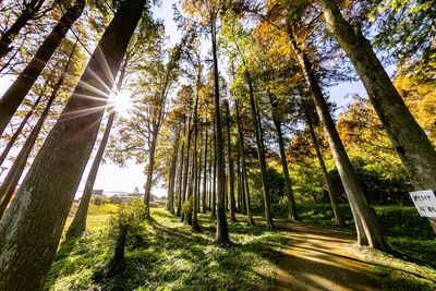 Sunlight streaming through trees in forest