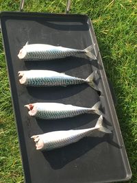 High angle view of fish on field