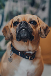 Close-up portrait of a dog