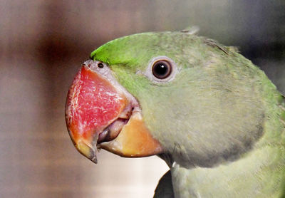 Close-up of a bird