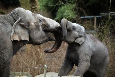 Close-up of elephant