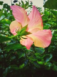 Close-up of pink hibiscus blooming outdoors