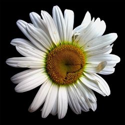 Close-up of white daisy against black background