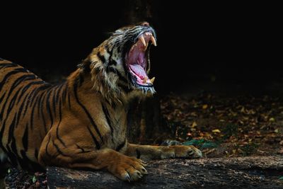 Full length of a cat yawning