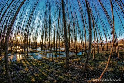 Reflection of trees in lake