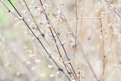 Close-up of cherry blossom