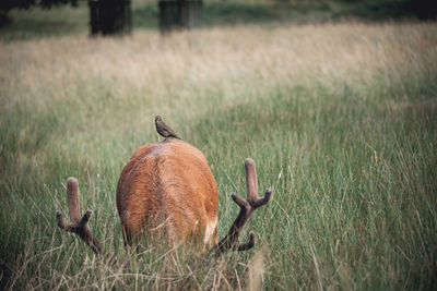 Bird perching on stag on grassy field at bushy park