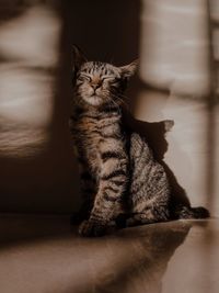 Cat sitting on table at home