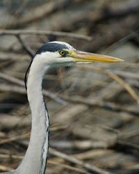 Close-up of gray heron