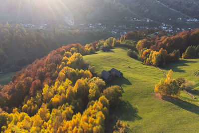 High angle view of trees on mountain