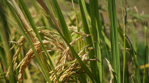 Close-up of stalks in field