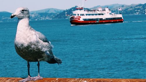 Seagull perching on boat in sea