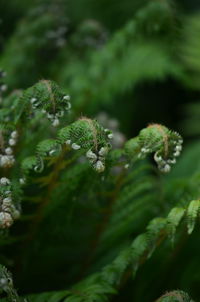 Close-up of plant