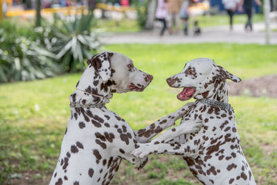 Close-up of dogs on field